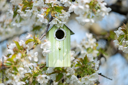 Birdhouse in spring with blossom cherryflower photo