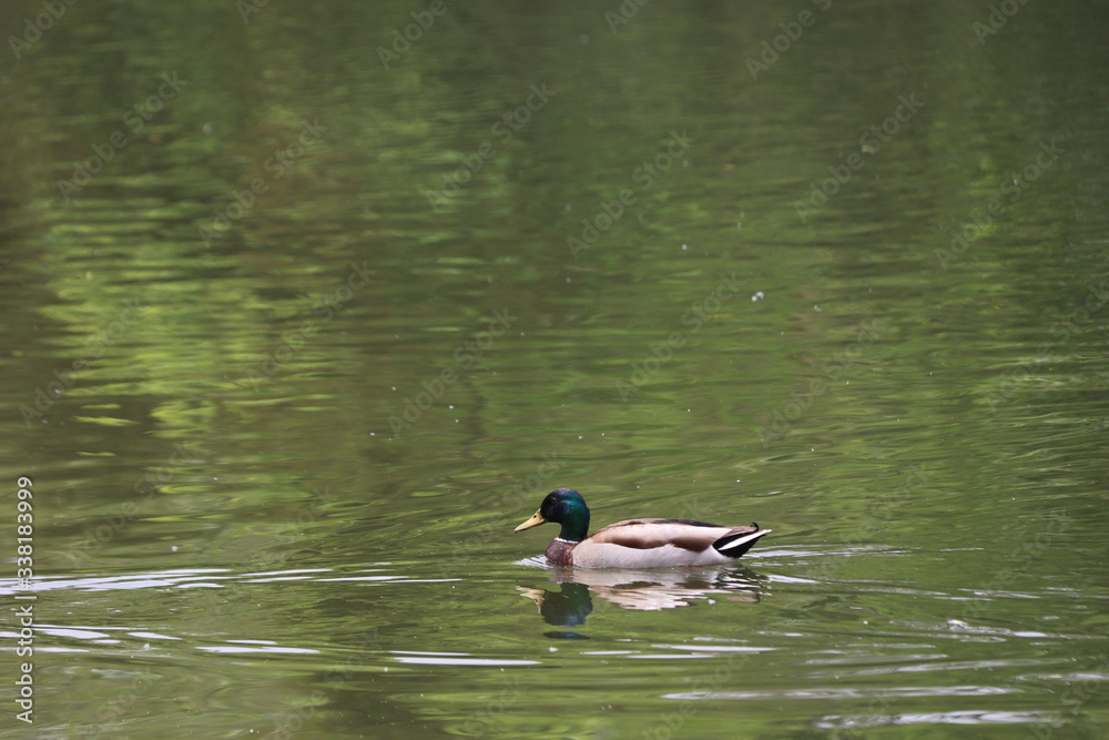 beautiful duck floating on the a lake surface in Chengdu