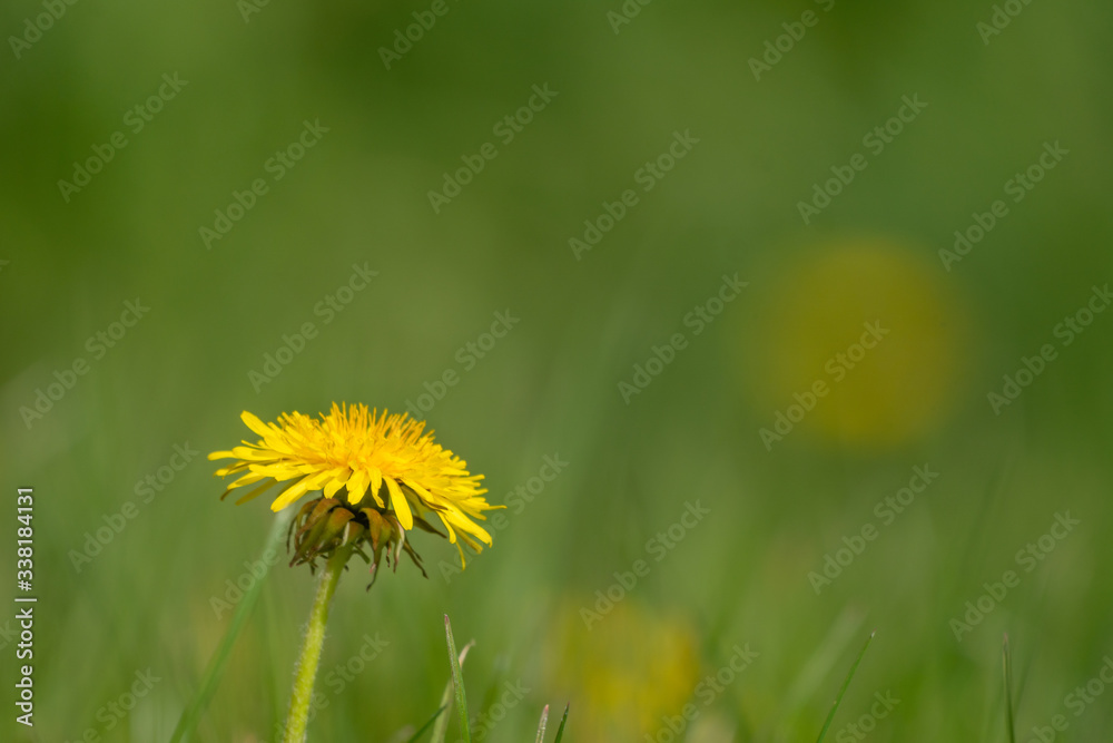 One dandelion flower in a lawn with many One dandelion flower in a lawn with many