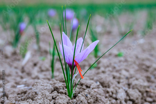 Saffron flowers on a saffron field during flowering. photo