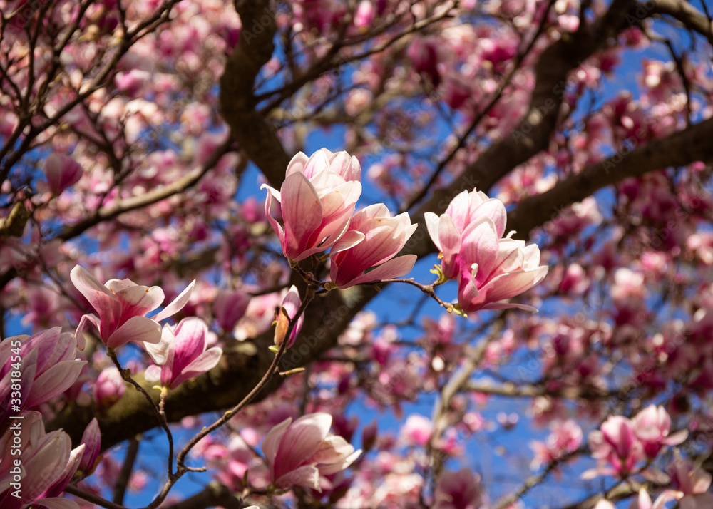 White and Pink Magnolia Flowers and Branches on Tree in the Sprintime White and Pink Magnolia Flowers and Branches on Tree in the Sprintime