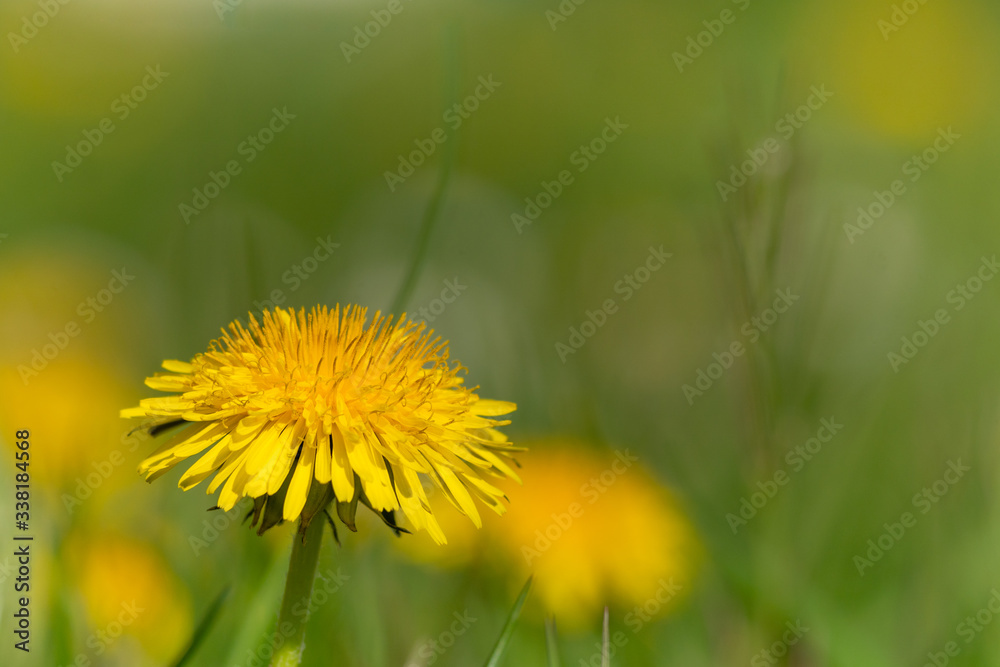 One dandelion flower head among many One dandelion flower head among many