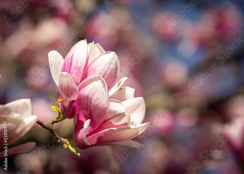 Macro of Open White and Pink Blossom on Magnolia Tree in springtime