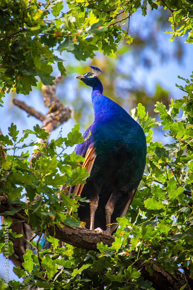 Fototapeta premium Pfau, Pavo cristatus