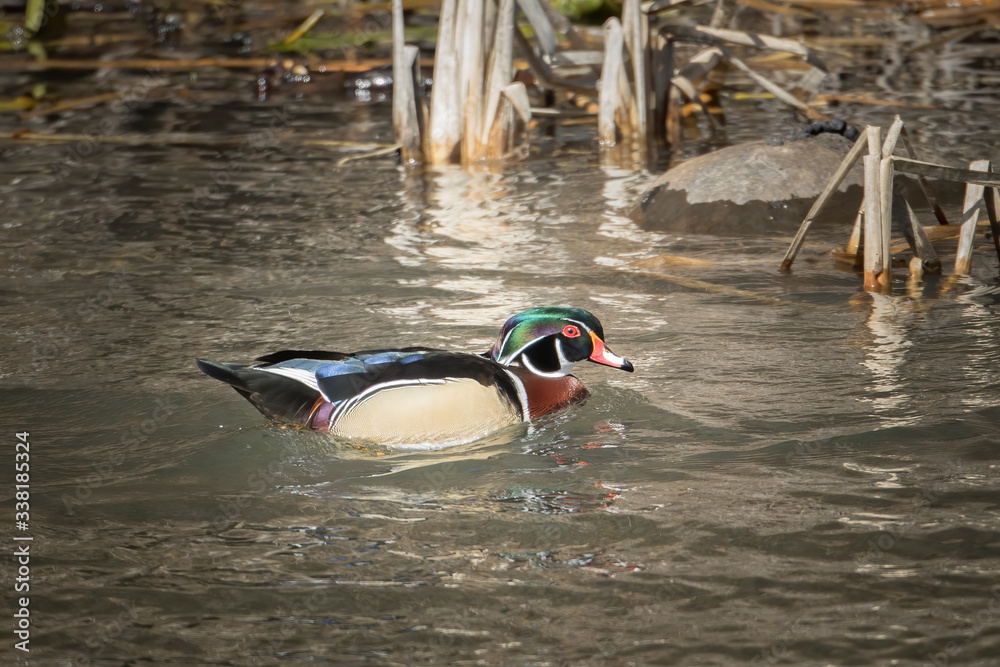 Wood duck swimming on water.