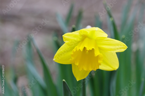 Yellow daffodil blooming in a garden. 