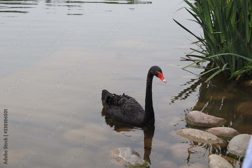 Fototapeta premium beautiful black Swan floating on the a lake surface in Chengdu