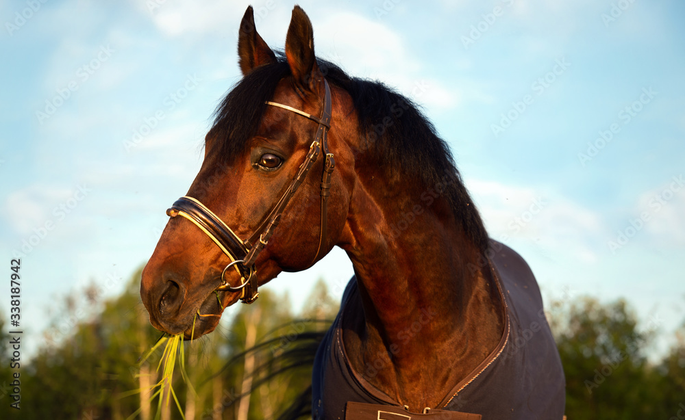 portrait of bay sportive Trakehner stalion horse-cover at sunset. close up portrait of bay sportive Trakehner stalion horse-cover at sunset. close up