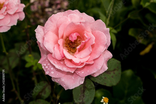 Pink rose