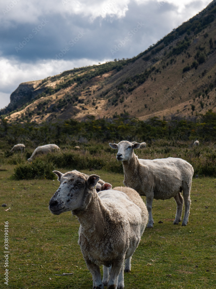 Obraz premium Borregos, Ovejas