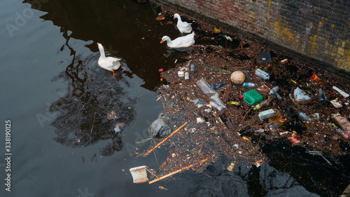 Amsterdam city trash and plastic bottles in water canal and white swans feed from garbage in river. Environment pollution. photo