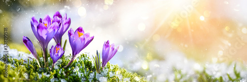 Crocus Purple spring flower Growth In The Snow with copy space for text.