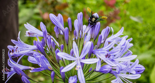 Purple flowers