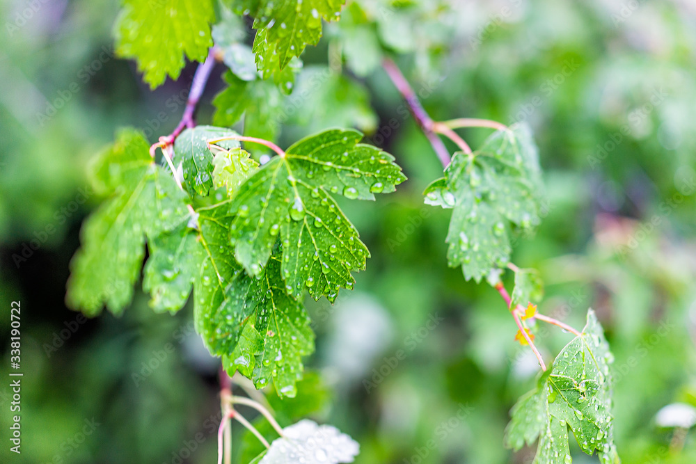 Macro closeup of wet Rocky Mountain Maple tree green leaves on Conundrum Creek Trail in Aspen, Colorado in summer Macro closeup of wet Rocky Mountain Maple tree green leaves on Conundrum Creek Trail in Aspen, Colorado in summer