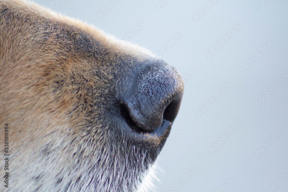 Golder retriever dog heat, nose and eye closeup Golder retriever dog heat, nose and eye closeup