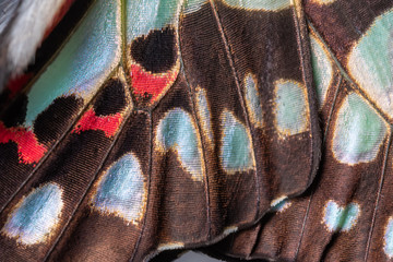 Fototapete Schmetterlinge im Grunge Common Jay Schmetterlingsflügel Detail  © miraclebuggy