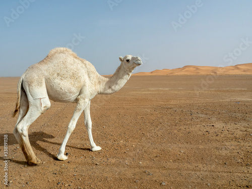 Camello en el Desierto del Sahara en Marruecos