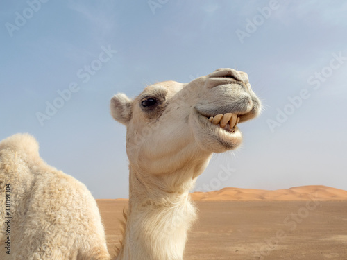 Dromedario en el Desierto del Sahara © Tania