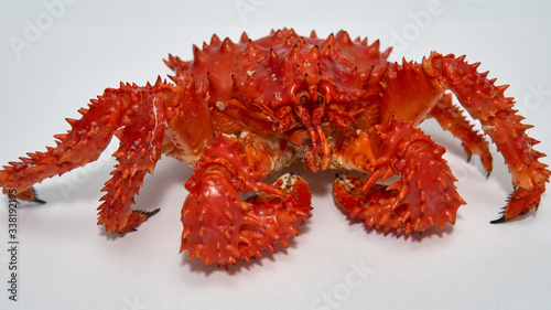 Isolated raw Kamchatka red king crab.