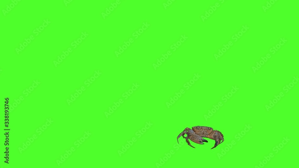 This stock video shows a crab moving in front of a green screen.