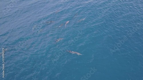 Wallpaper Mural Aerial view of dolphins playing in tropical South Pacific  Torontodigital.ca