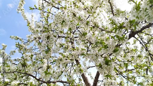 Blossoming cherry tree branches are blown by the spring breeze. Bees fly among the flowers.