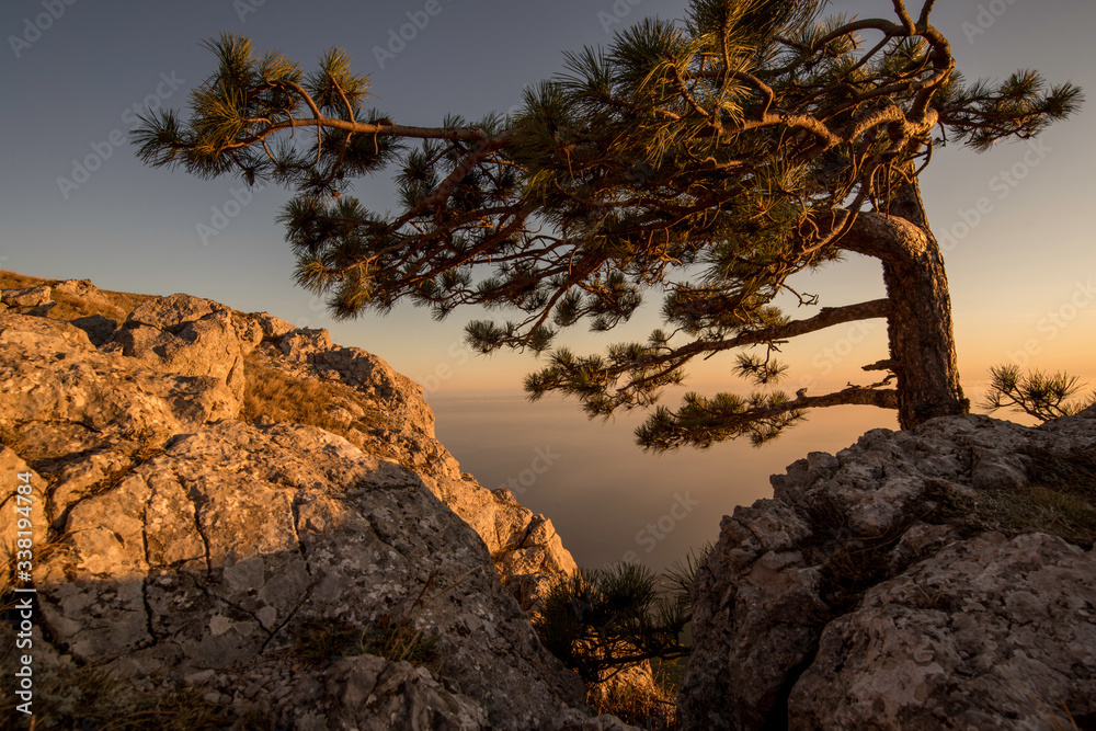 An old powerful tree in the Crimea. Tree on mount AI-Petri. Evening landscape. An old powerful tree in the Crimea. Tree on mount AI-Petri. Evening landscape.