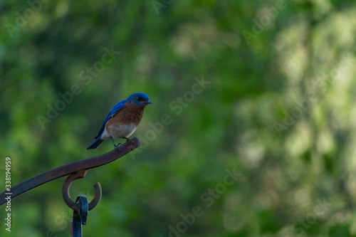 Blue Bird on perch