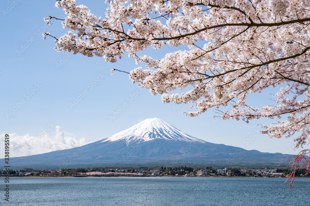 Mount Fuji in spring with cherry blossom, Japan