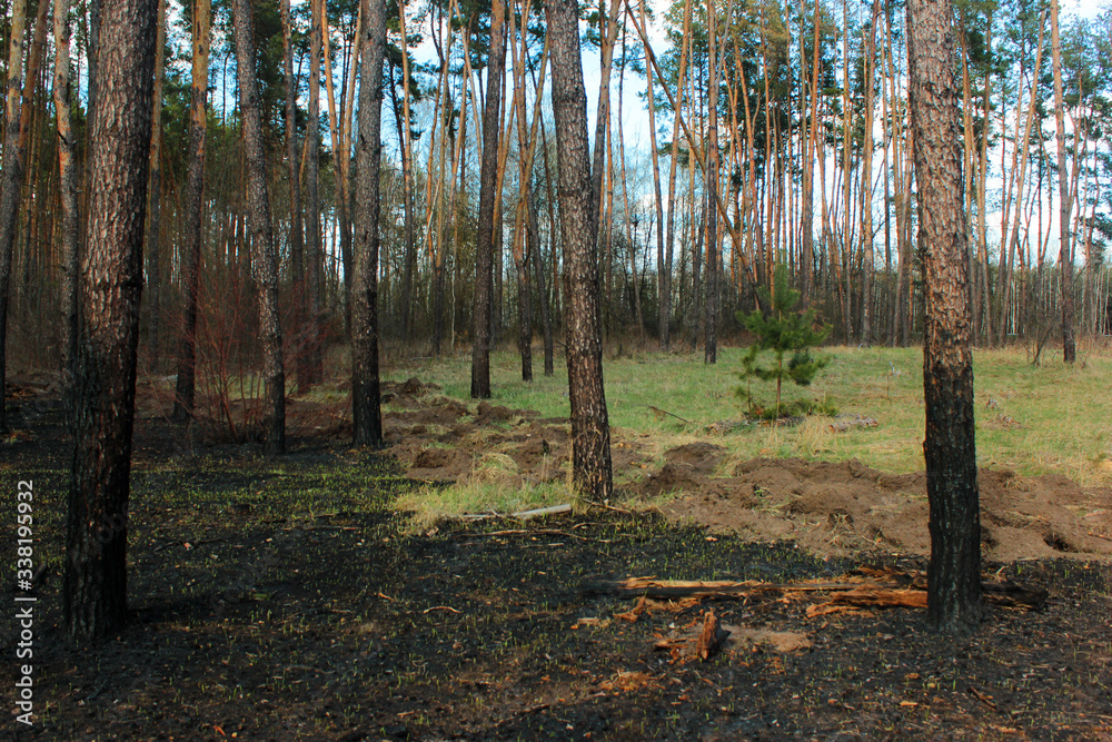 Burnt forest floor and charred pine tree trunks after a ground fire Burnt forest floor and charred pine tree trunks after a ground fire
