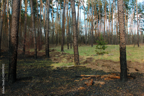 Burnt forest floor and charred pine tree trunks after a ground fire