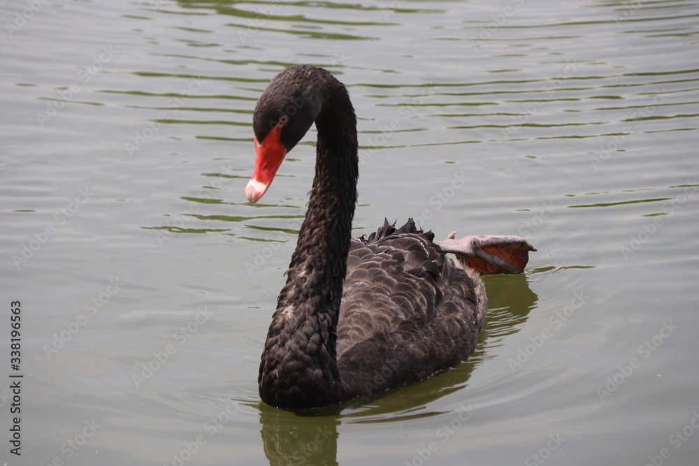 Fototapeta premium beautiful black Swan floating on the a lake surface in Chengdu