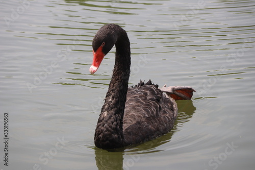 beautiful black Swan floating on the a lake surface in Chengdu