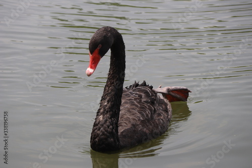 beautiful black Swan floating on the a lake surface  in Chengdu © salah