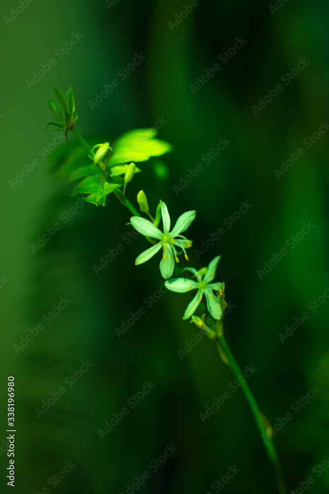 Verde Verde