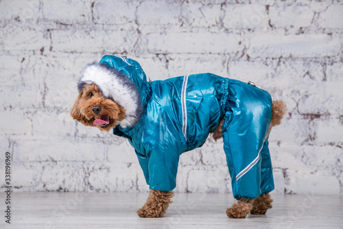 Slika na platnu Small funny dog of brown color with curly hair of toy poodle breed posing in clothes for dogs