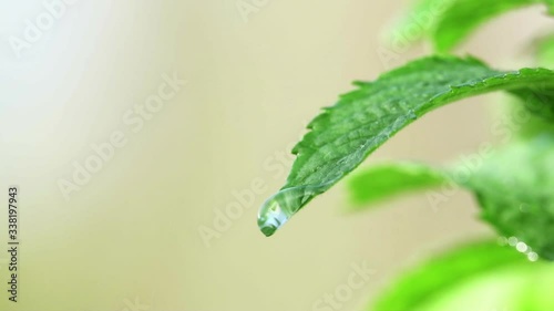 green mint grows in the yard and moves slowly from the wind