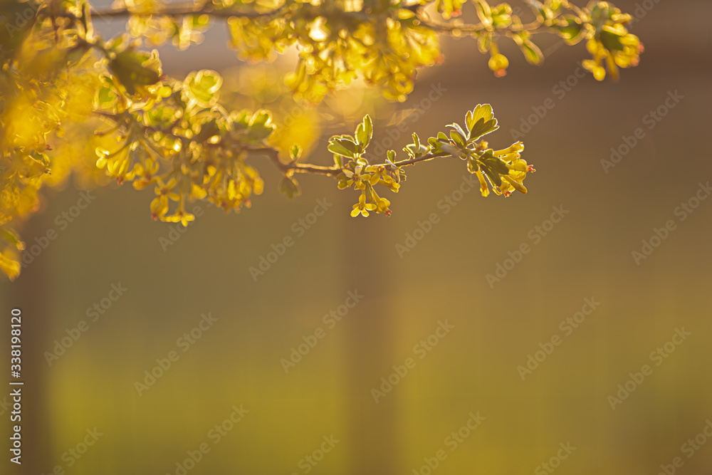 A branch of a blossoming tree in a spring garden at sunset A branch of a blossoming tree in a spring garden at sunset