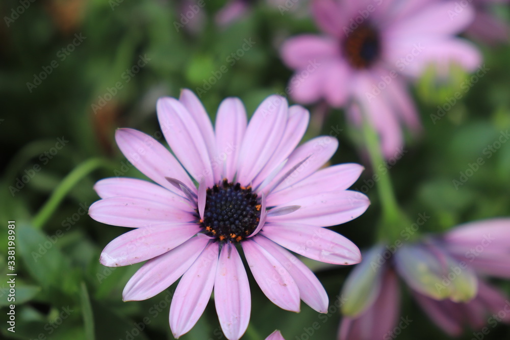 Close up view of beautiful purple flower in blossom with blurred background Close up view of beautiful purple flower in blossom with blurred background