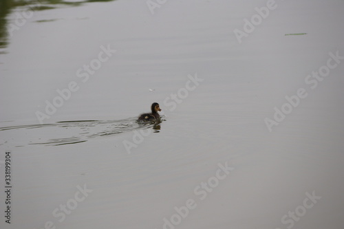 beautiful duck floating on the a lake surface in Chengdu © salah