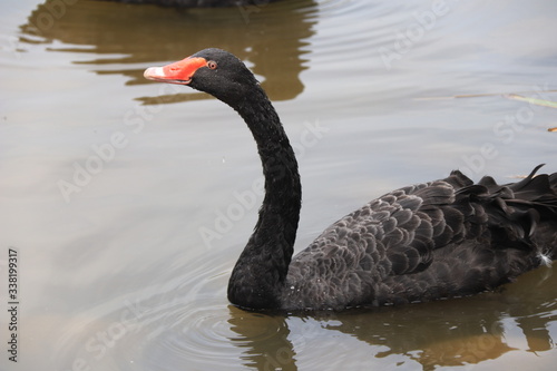 beautiful black Swan floating on the a lake surface in Chengdu