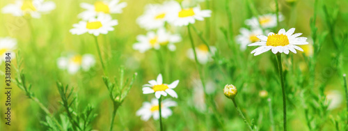 Chamomile (Matricaria recutita), blooming plants in the spring meadow on a sunny day, closeup with space for text