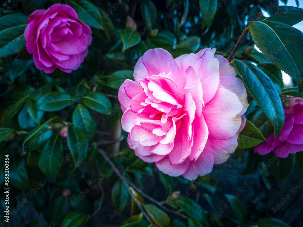 Fotografie Camelia Plant flowing in spring