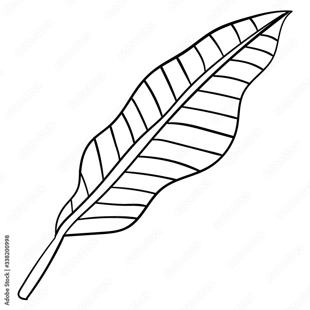 Cartoon linear doodle palm leaf isolated on white background. Vector illustration. Cartoon linear doodle palm leaf isolated on white background. Vector illustration.