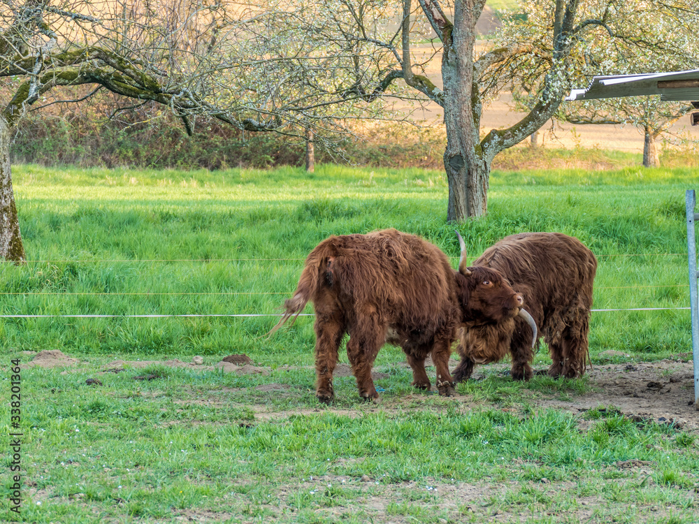 Schottische Hochlandrinder auf der Weide Schottische Hochlandrinder auf der Weide