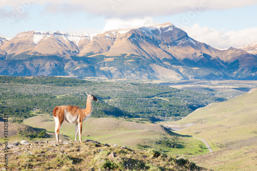 Guanaco from Torres del Paine National Park  Chile
