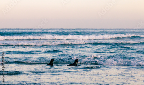 Two fur seals in the shallow water on ocean shore, South Isalnd of New Zealand