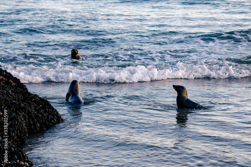 Photography Three fur seals in shallow water on ocean shore, Kahurangi National Park, New Ze