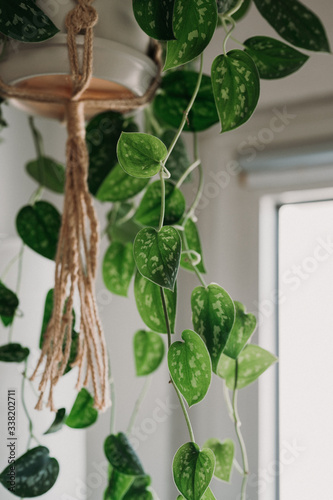 Lush green potted plant in a friendly home environment photo