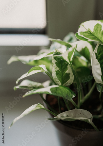 Lush green potted plant in a friendly home environment